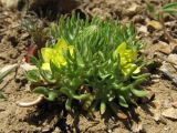 Ceratocephala platyceras. Цветущее растение. Крым, Балаклава, приморские склоны. 26 марта 2010 г.