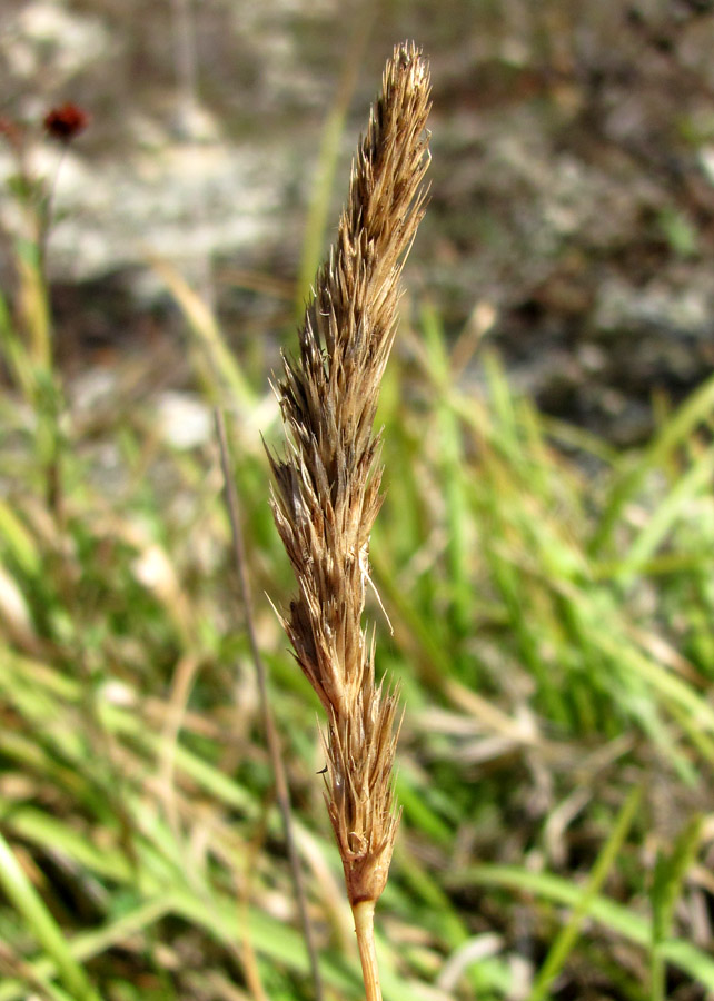 Изображение особи Sesleria alba.