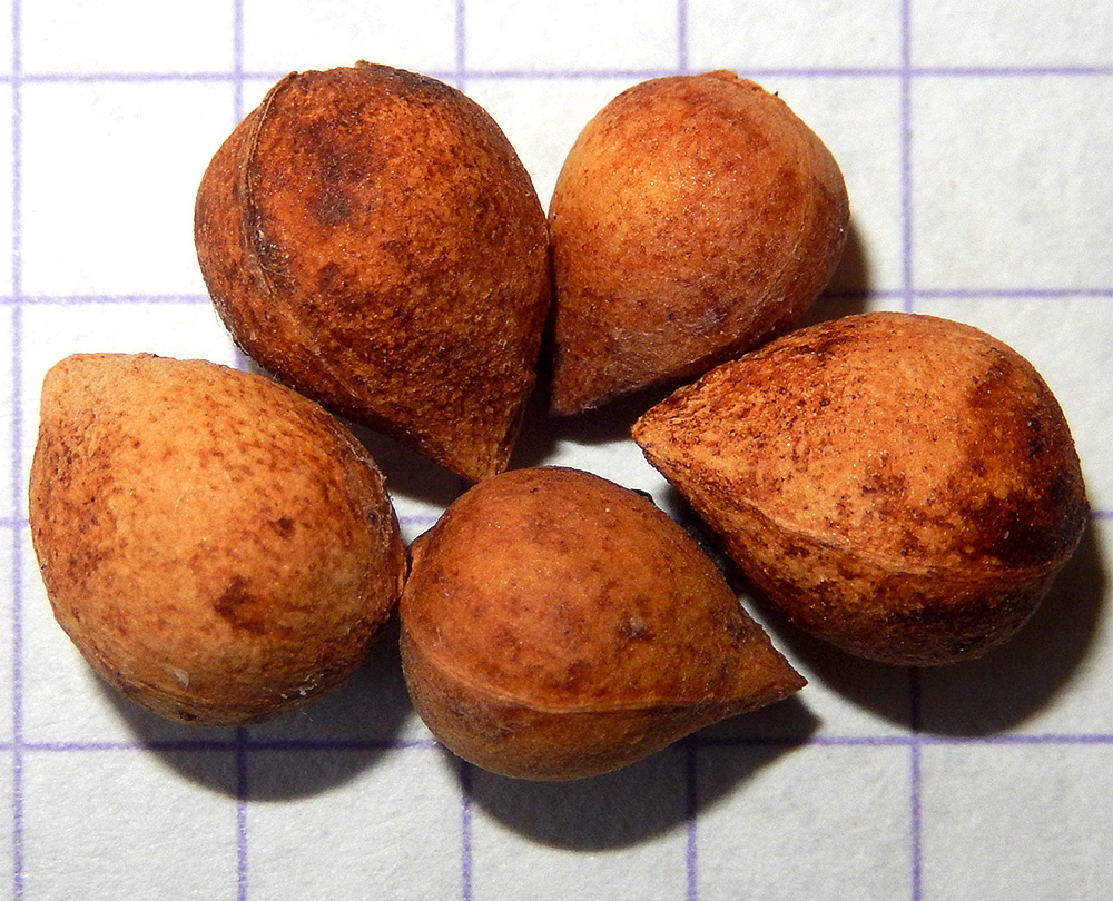 Image of Lauro-cerasus officinalis specimen.