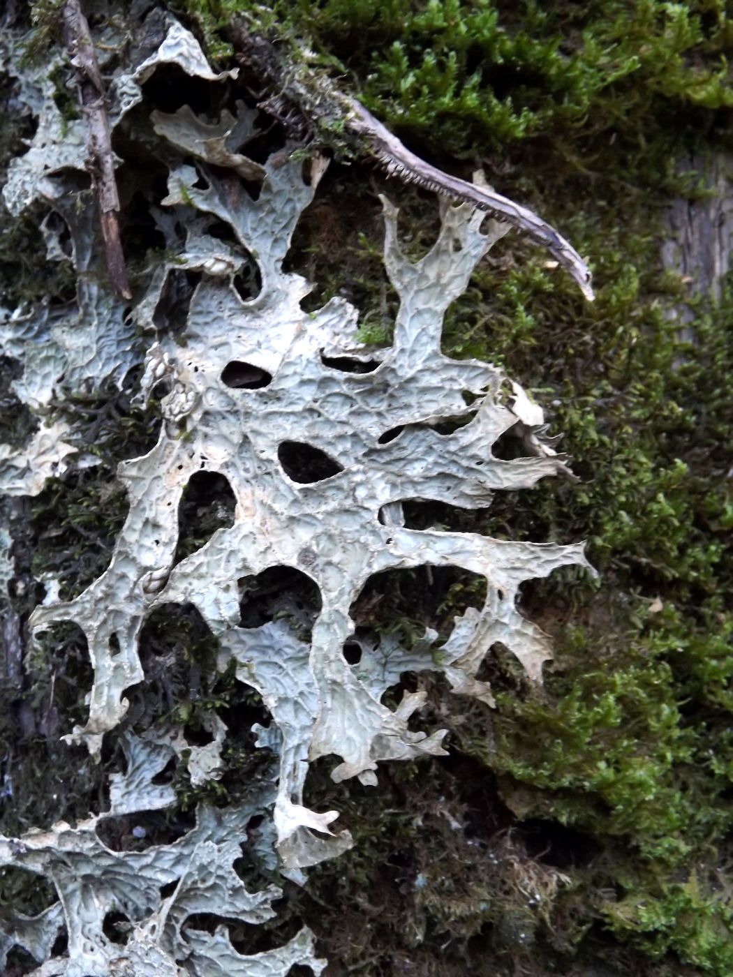 Image of genus Lobaria specimen.