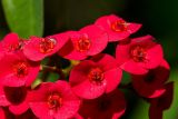 Euphorbia