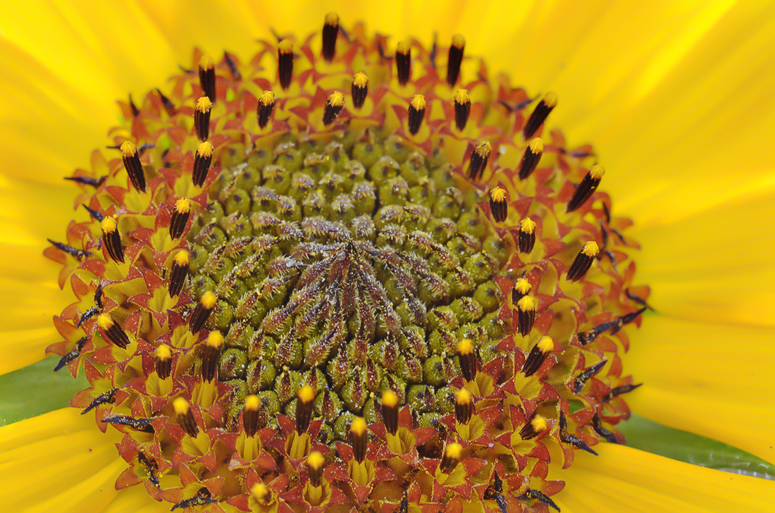 Image of Helianthus annuus specimen.