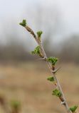 Image of taxon representative. Author is Геннадий Окатов