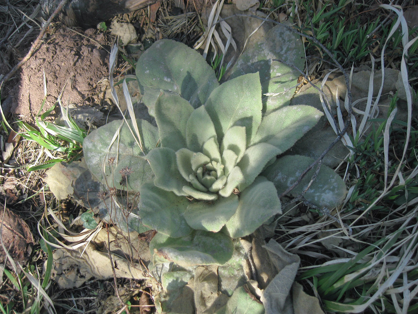 Изображение особи Verbascum densiflorum.