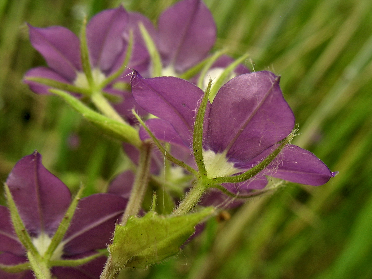 Image of Legousia speculum-veneris specimen.