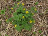 Trollius riederianus