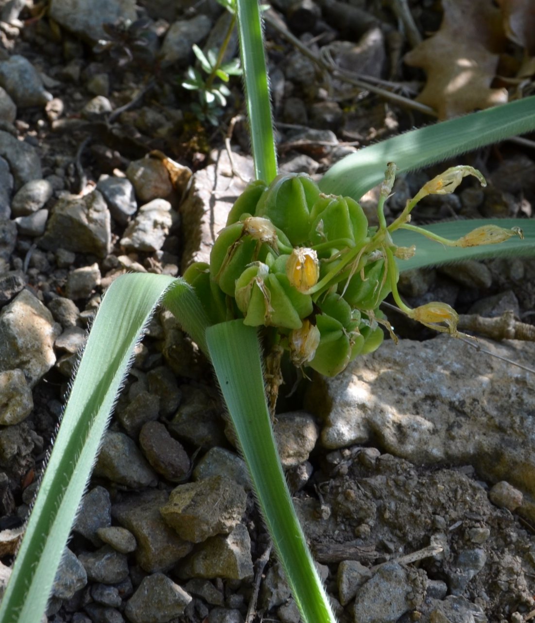 Image of Ornithogalum fimbriatum specimen.