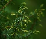 Juniperus communis