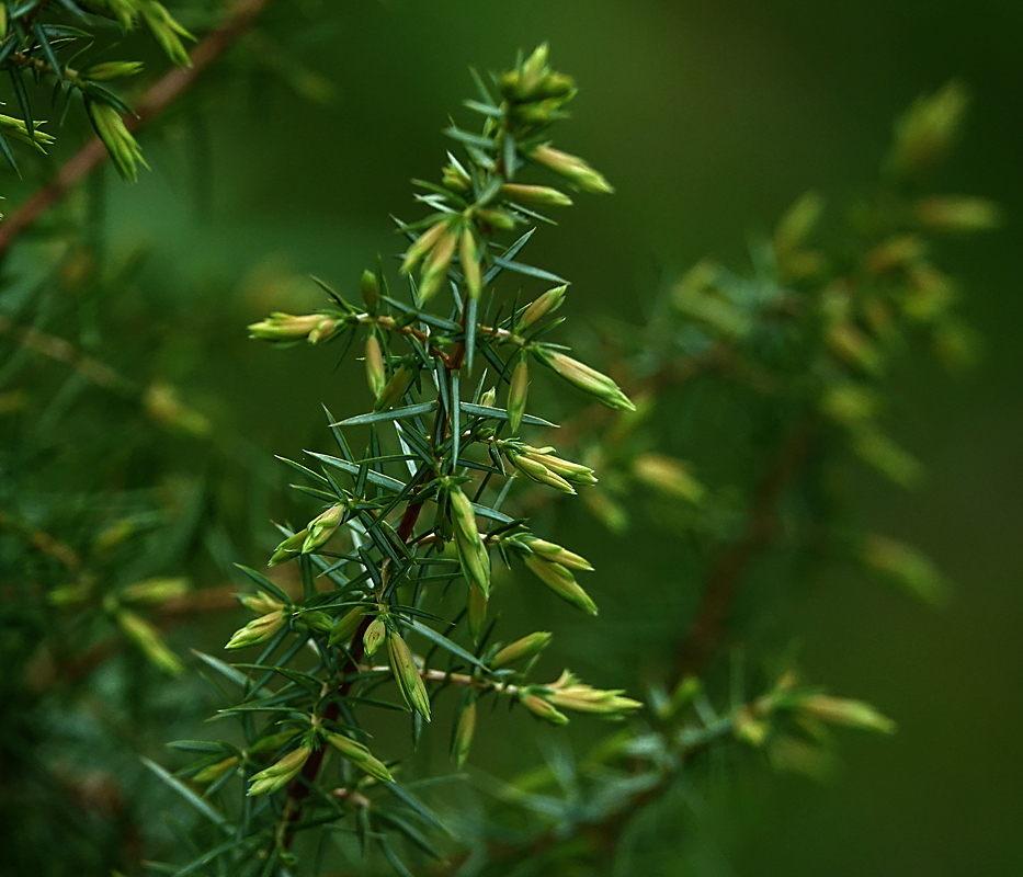 Изображение особи Juniperus communis.