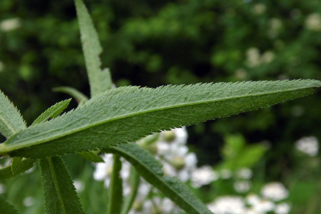 Изображение особи Achillea biserrata.