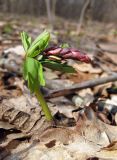 Corydalis cava. Растение на ранней стадии развития после зимовки. Украина, Киев, заказник \"Лесники\", низинная часть. 5 апреля 2010 г.