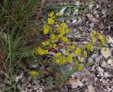 Euphorbia petrophila