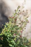 Scrophularia variegata. Верхушки побегов с соцветиями. Грузия, Горийский р-н, окр. с. Уплисцихе, левый берег р. Кура, скальное (песчаниковое) обнажение. 01.05.2017.