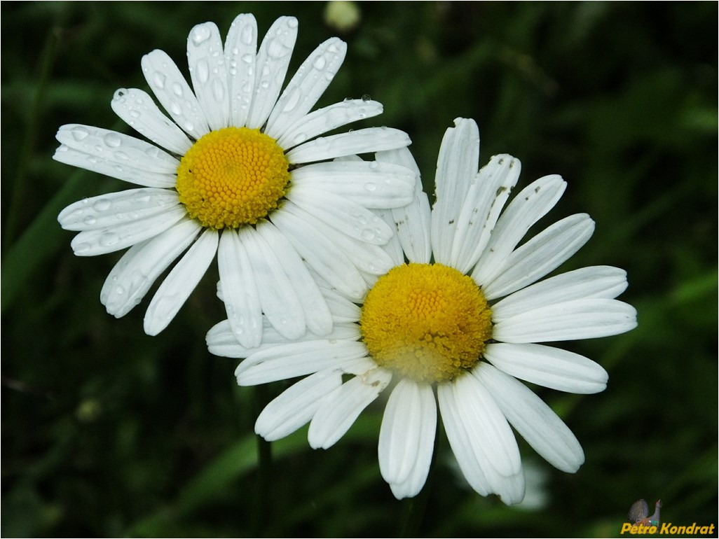 Изображение особи Leucanthemum vulgare.