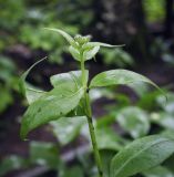 Hesperis sibirica. Верхушка бутонизирующего растения. Пермский край, г. Пермь, Свердловский р-н, кладбище \"Южное\", тополиная роща. 16.06.2017.