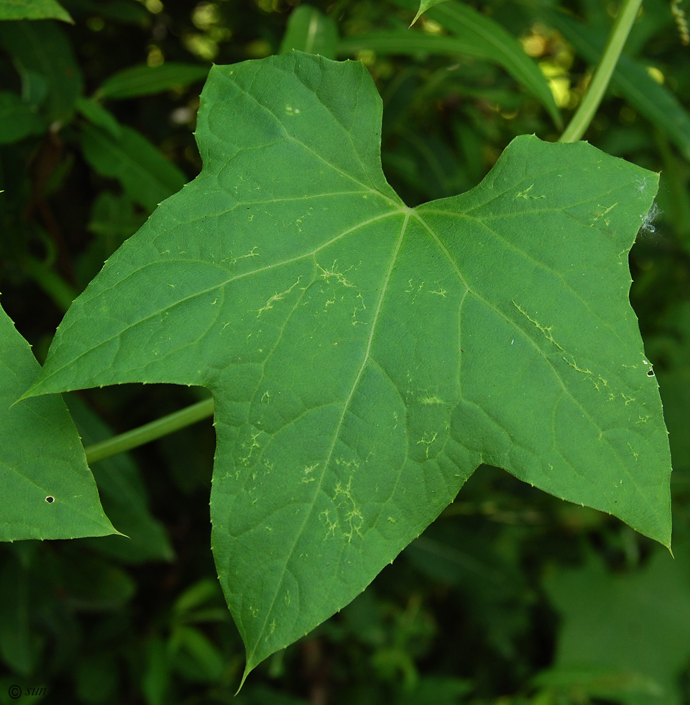 Image of Echinocystis lobata specimen.
