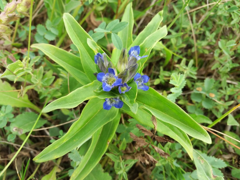 Image of Gentiana cruciata specimen.