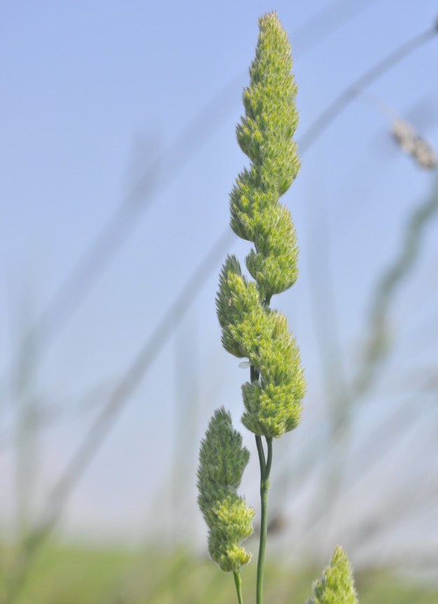 Изображение особи Dactylis hispanica.