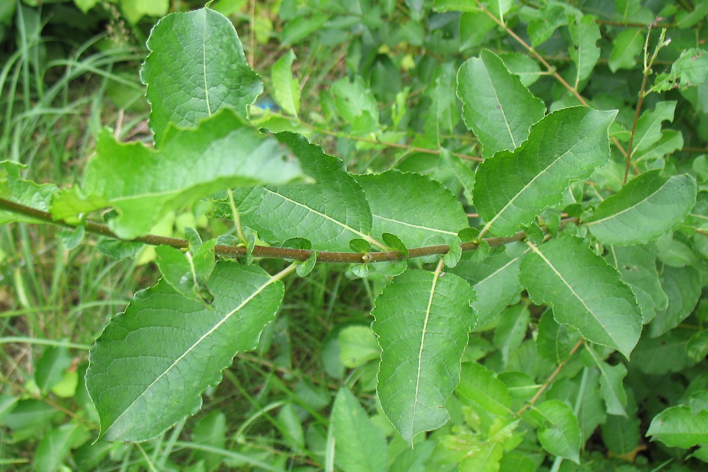 Image of Salix myrsinifolia specimen.