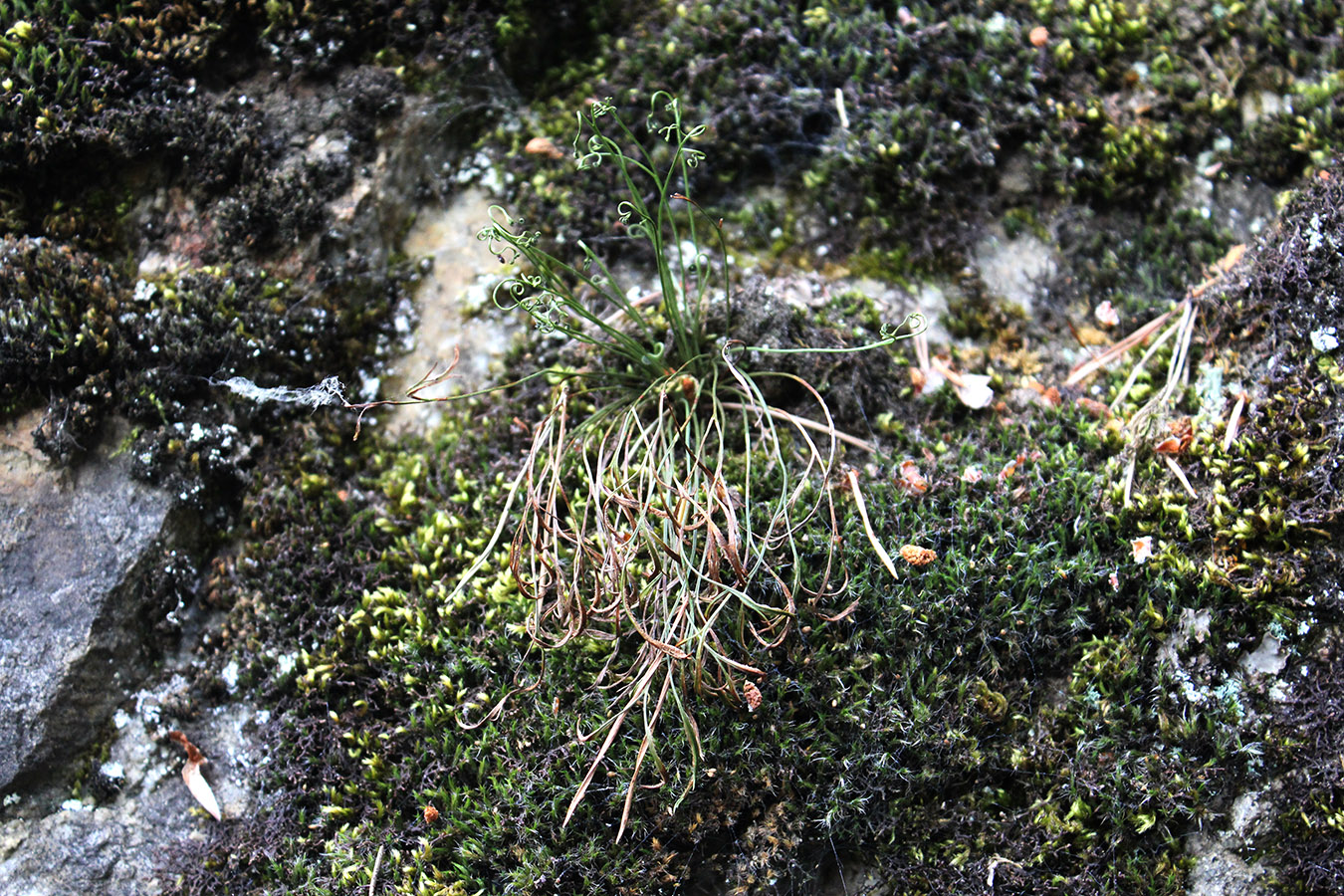 Изображение особи Asplenium septentrionale.