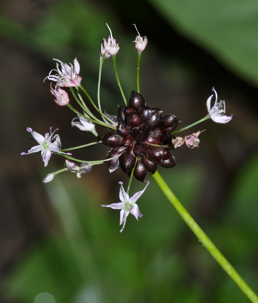 Изображение особи Allium macrostemon.