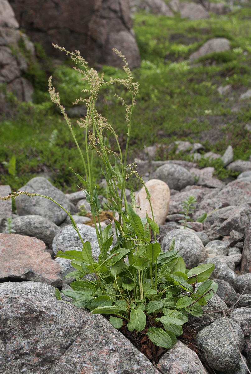 Изображение особи Rumex lapponicus.