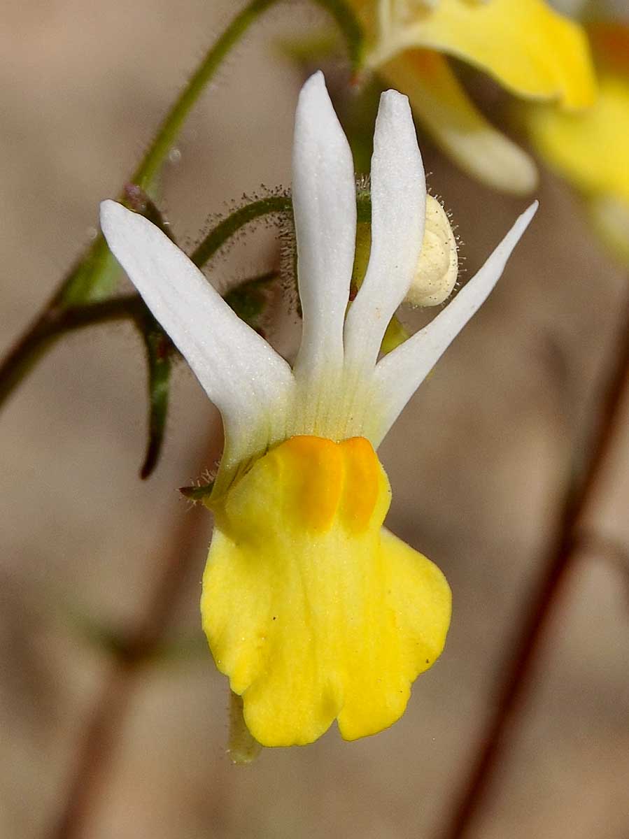 Image of Nemesia anisocarpa specimen.