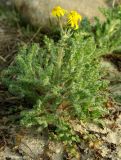 Senecio vernalis