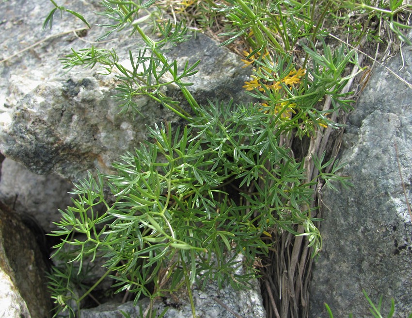Image of Seseli alpinum specimen.
