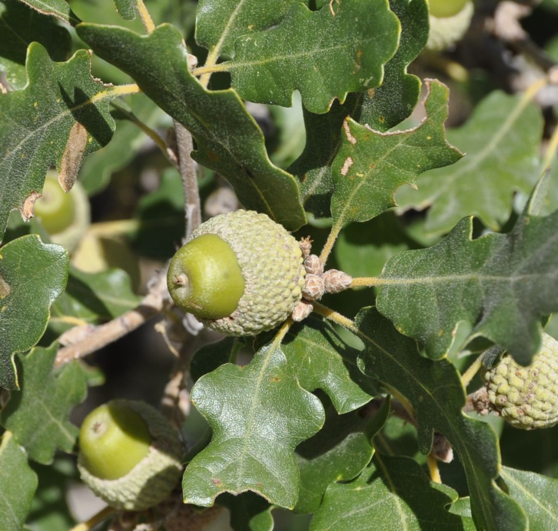 Изображение особи Quercus pubescens.