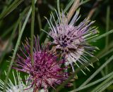 Hakea scoparia