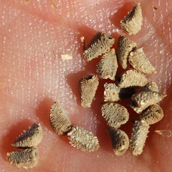 Image of Delphinium barbatum specimen.
