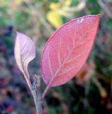 Cotoneaster lucidus