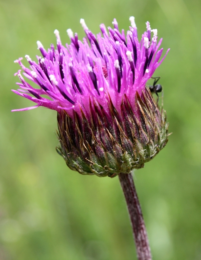 Image of Jurinea blanda specimen.