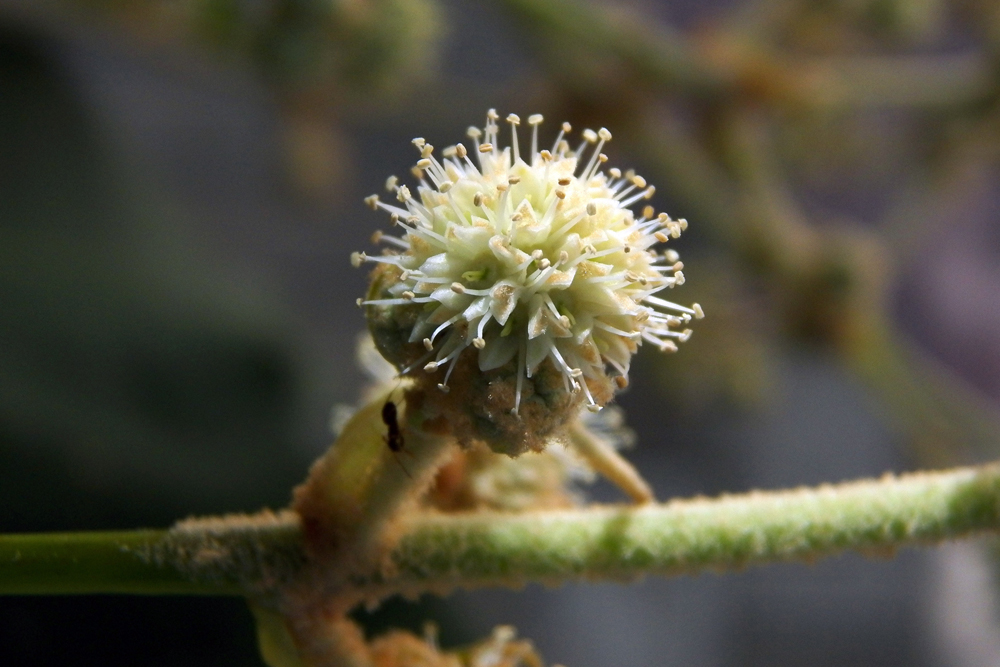 Изображение особи Tetrapanax papyrifer.