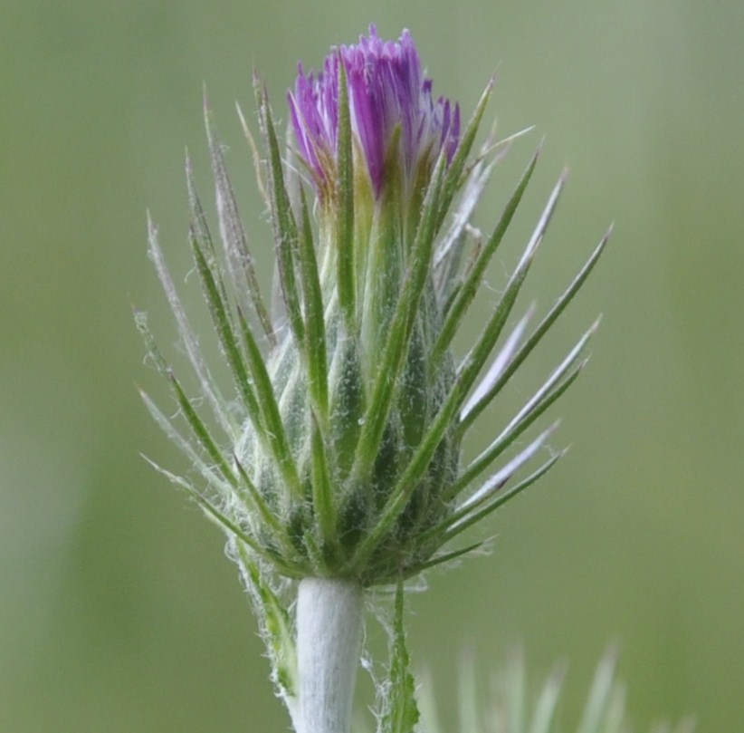 Image of Carduus acicularis specimen.