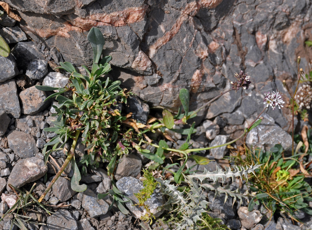 Image of Gypsophila cephalotes specimen.