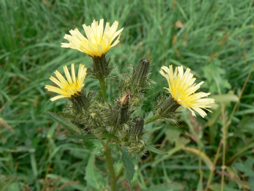 Image of Picris davurica specimen.
