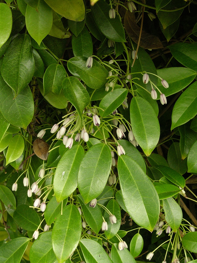 Image of Holboellia coriacea specimen.