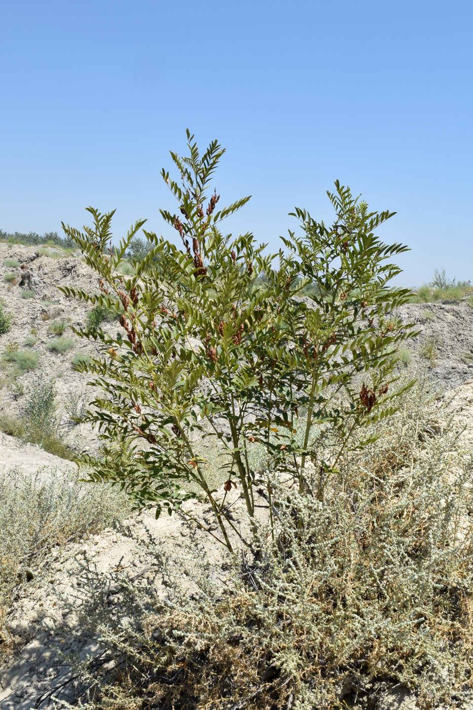 Изображение особи Glycyrrhiza glabra.