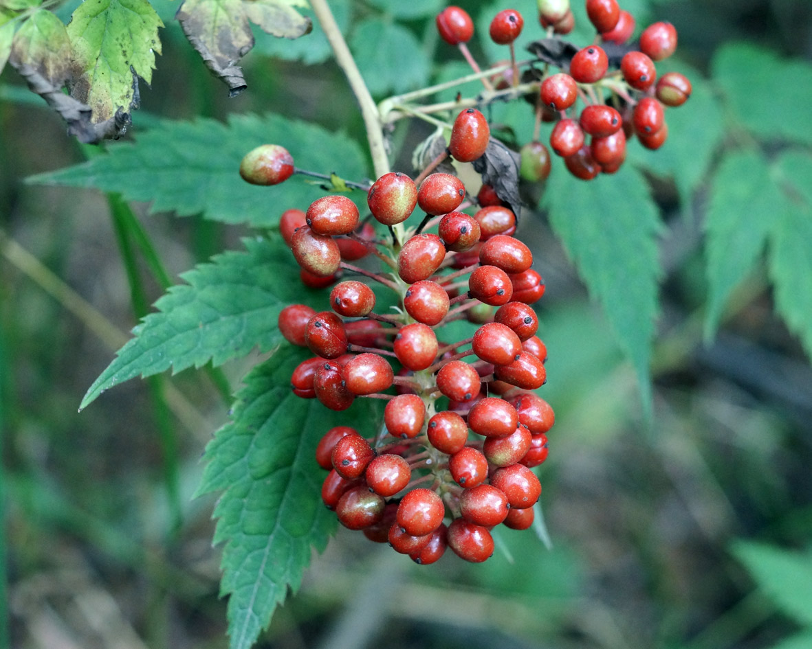 Изображение особи Actaea erythrocarpa.