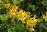 Rhododendron luteum. Верхушки побегов с соцветиями. Грузия, край Имеретия, Хонийский муниципалитет, окр. с. Зеда-Горди, дол. р. Окаце, выс. 730 м н.у.м., склон, заросший кустарниками, преимущественно Rhododendron luteum. 08.05.2017.