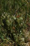 Pedicularis czuiliensis