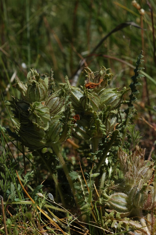 Image of Pedicularis czuiliensis specimen.