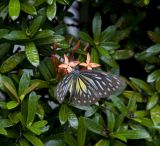 Ixora coccinea. Верхушки цветущего и вегетирующих побегов с кормящейся бабочкой. Малайзия, штат Сабах, реабилитационный центр орангутангов Сепилок. 18.02.2013.