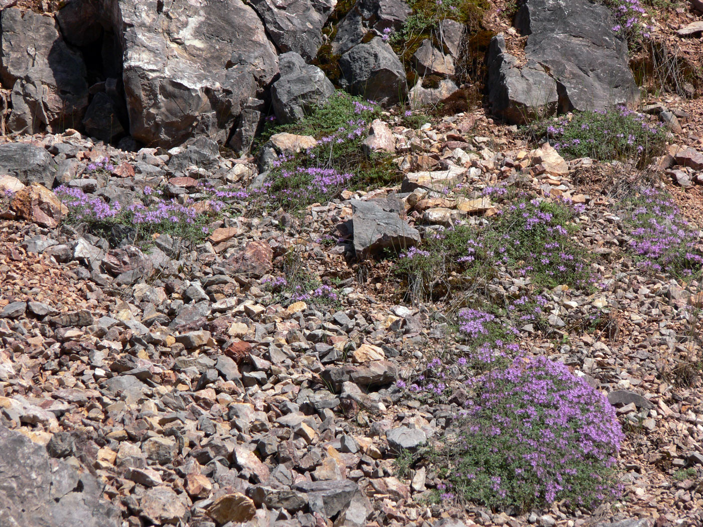 Изображение особи Thymus hirticaulis.