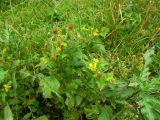 Geum aleppicum