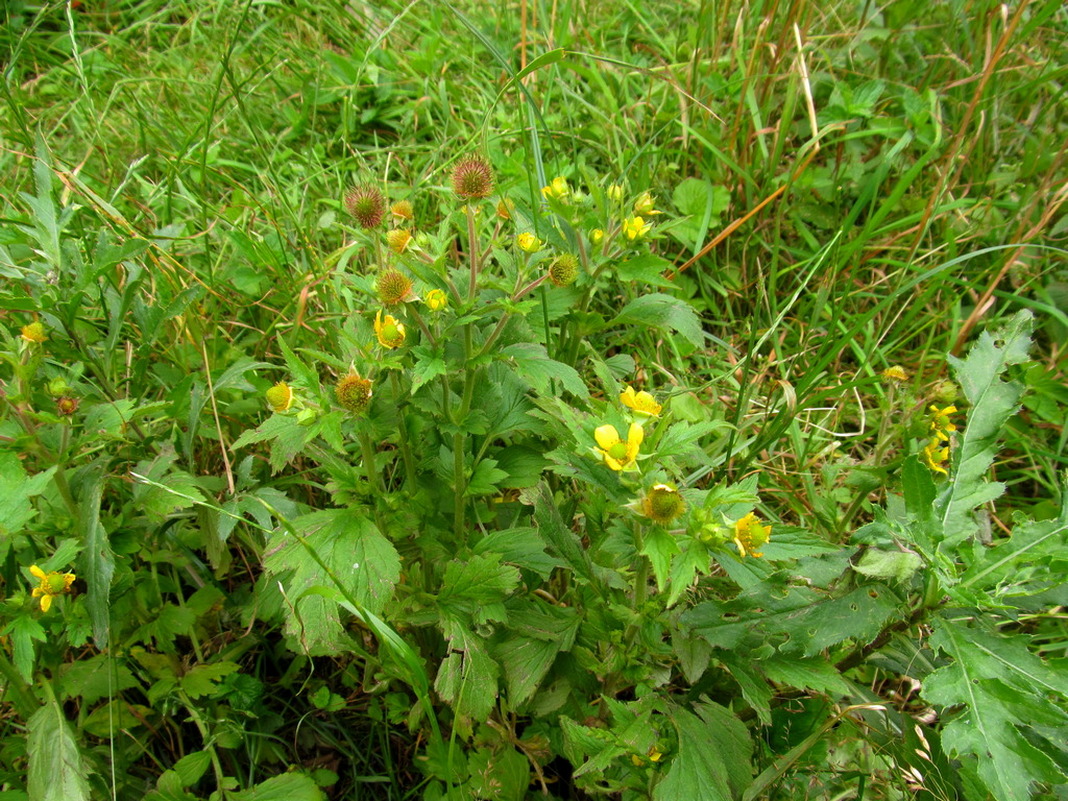 Изображение особи Geum aleppicum.