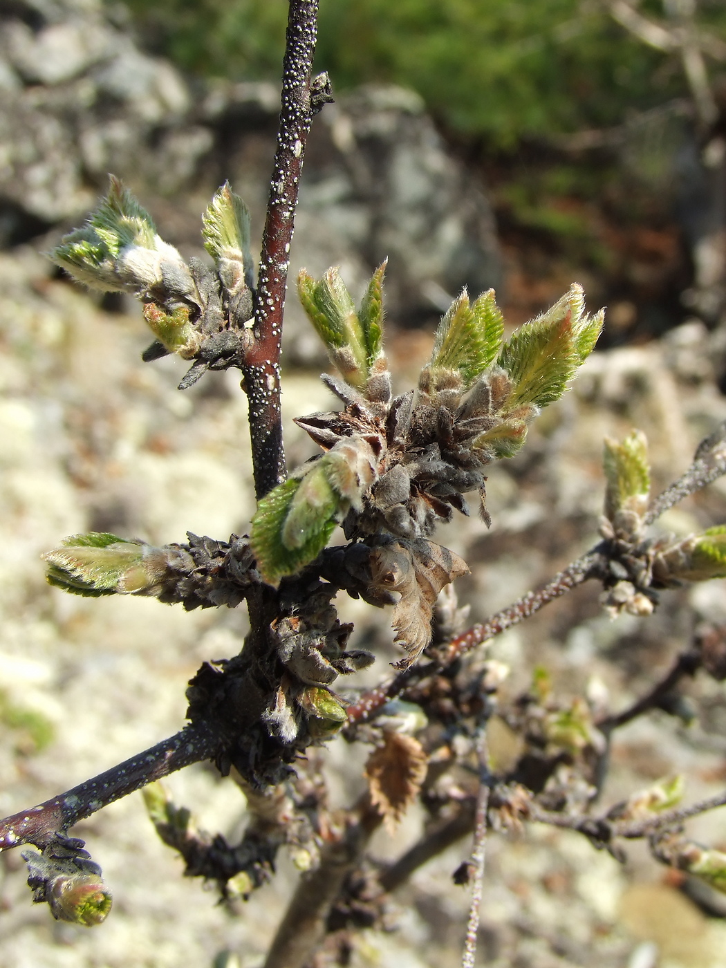 Image of Betula lanata specimen.
