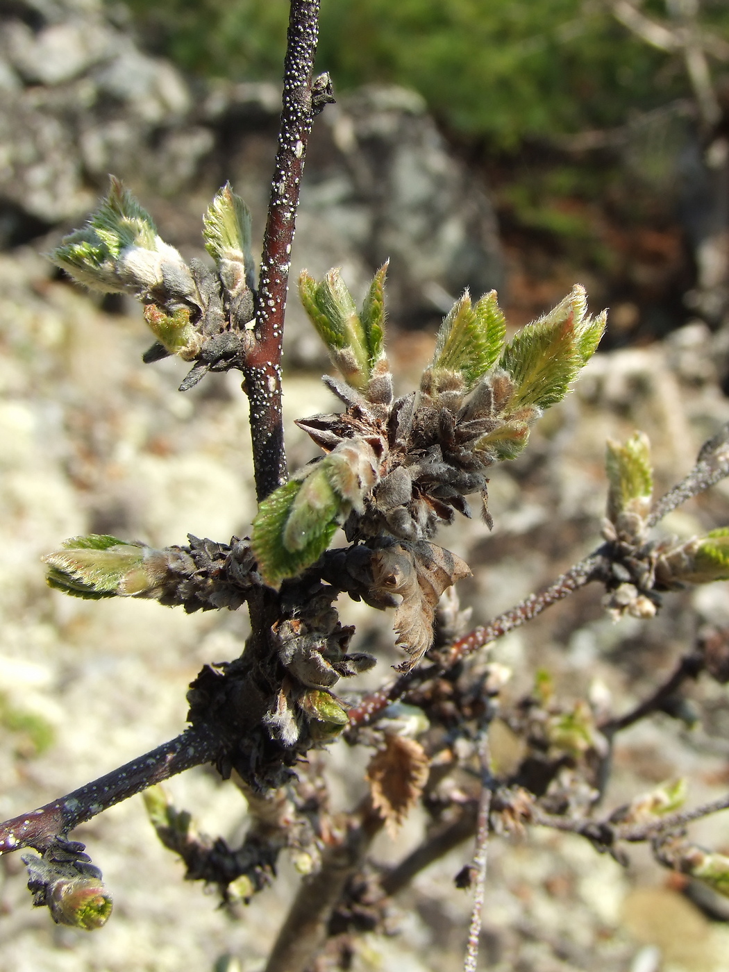 Изображение особи Betula lanata.